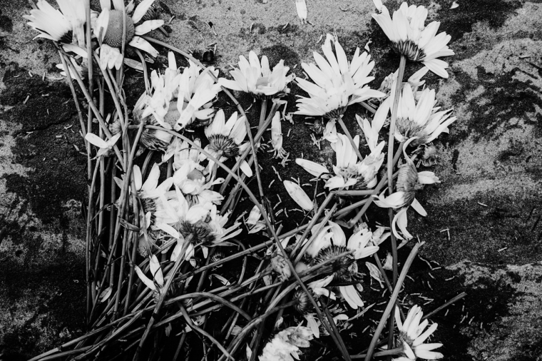 flowers-marguerites-destroyed-dead